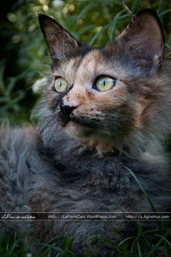 Adult LaPerm cat, Bejla