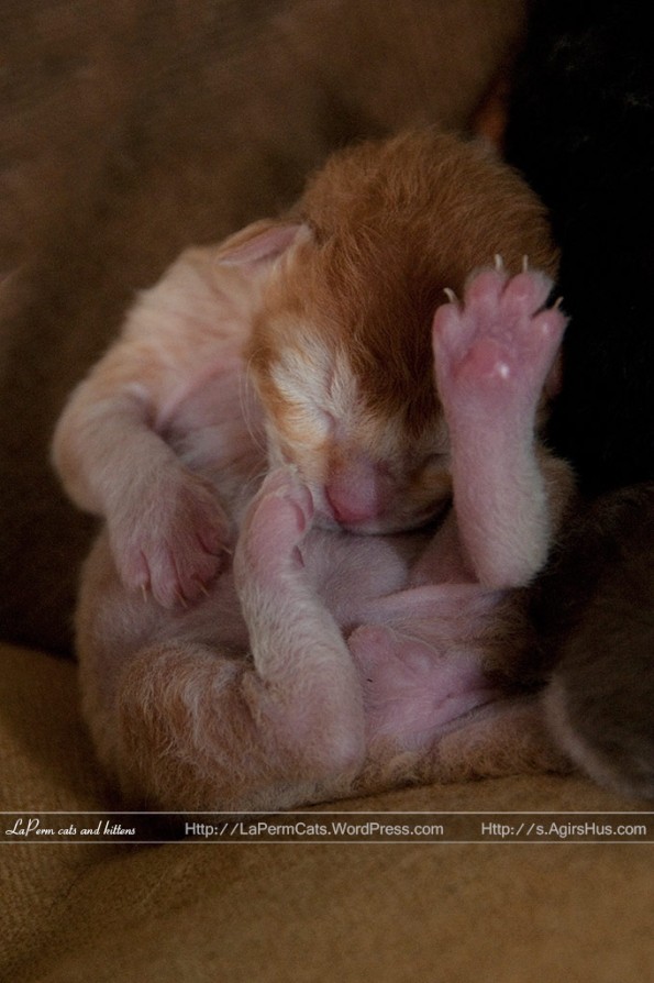 1 week old LaPerm kitten, Freke