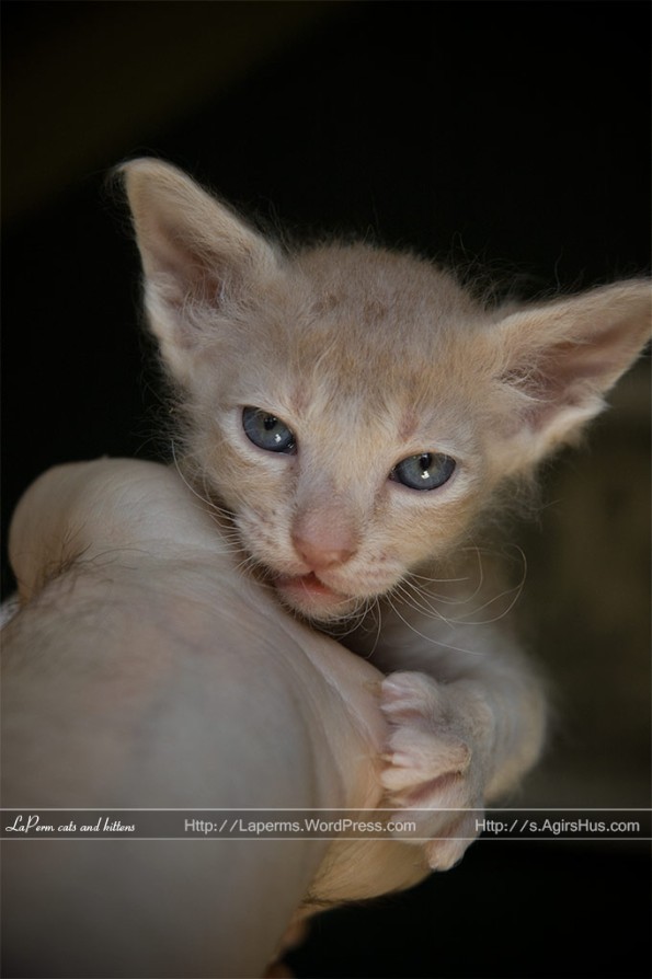LaPerm kitten Persika, 4 weeks old