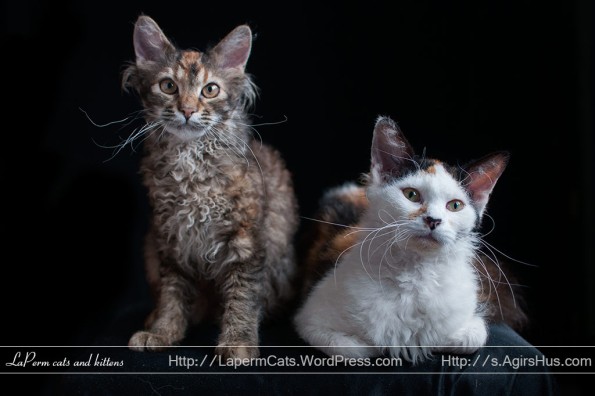 LaPerm kitten; Nertus 5 months old  and LaPerm cat Maiara