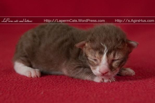 1 week old LaPerm kitten