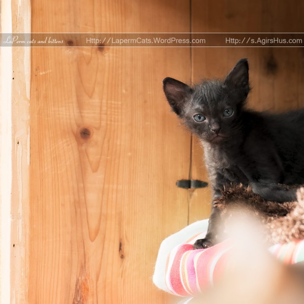 5 weeks old black LaPerm kitten
